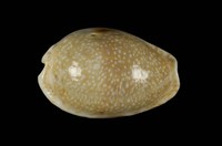 藏品(腰斑寶螺)的圖片